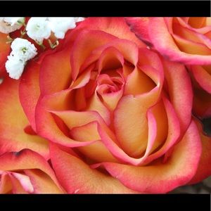 Meet your Posher, Marie